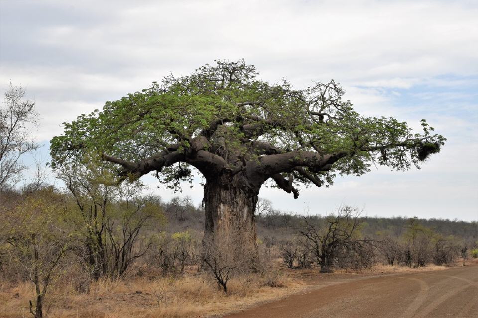 Baobab - Affenbrotbaum