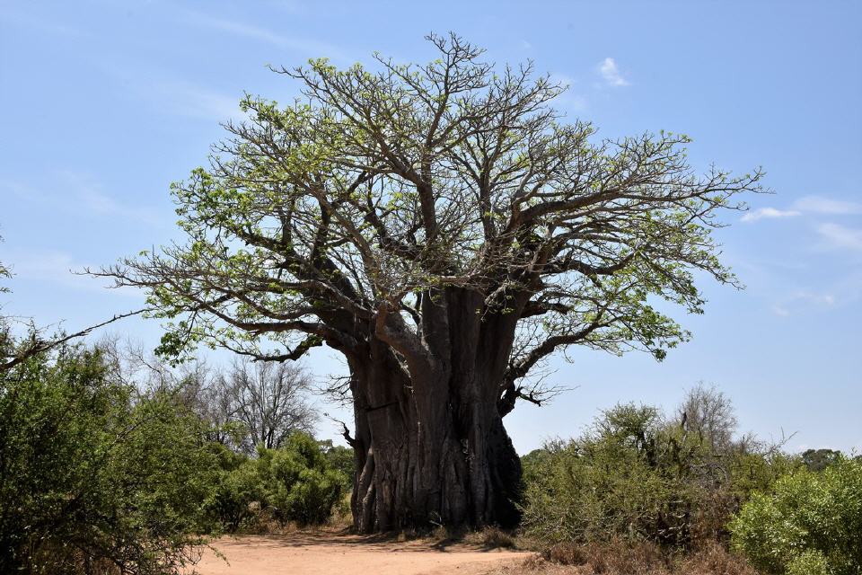 ein weitere prächtiger Baobab