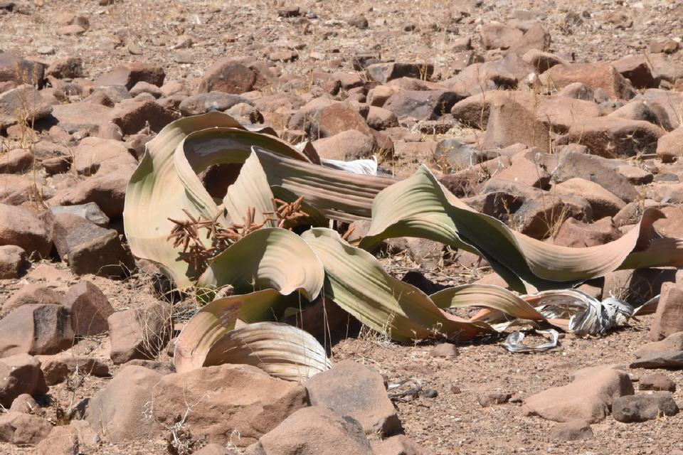 Welwitschia, die "wundersame" Wüstenpflanze