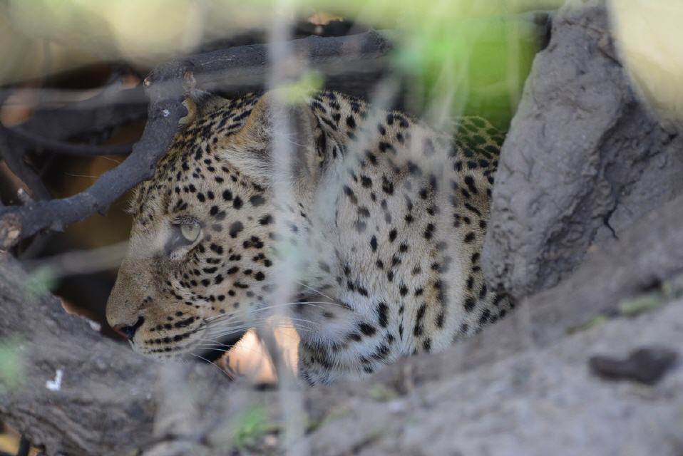 Einen Leoparden entdecken wir auch noch.