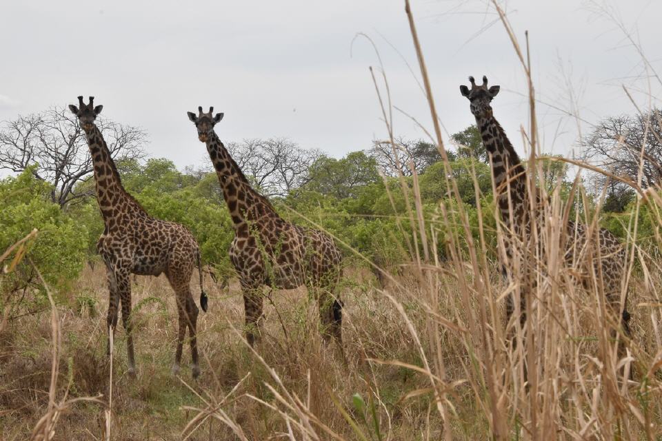 "Wildlife" entlang der Straße durch den Katavi Nationalpark