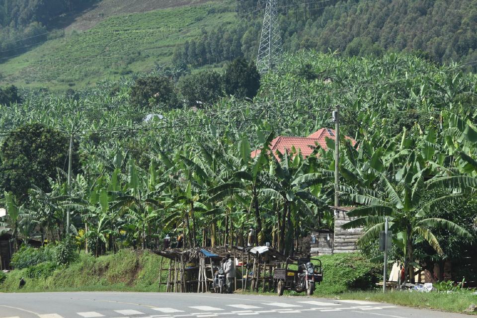 Bananenfelder ohne Ende: Kochbananen sind Hauptnahrungsquelle