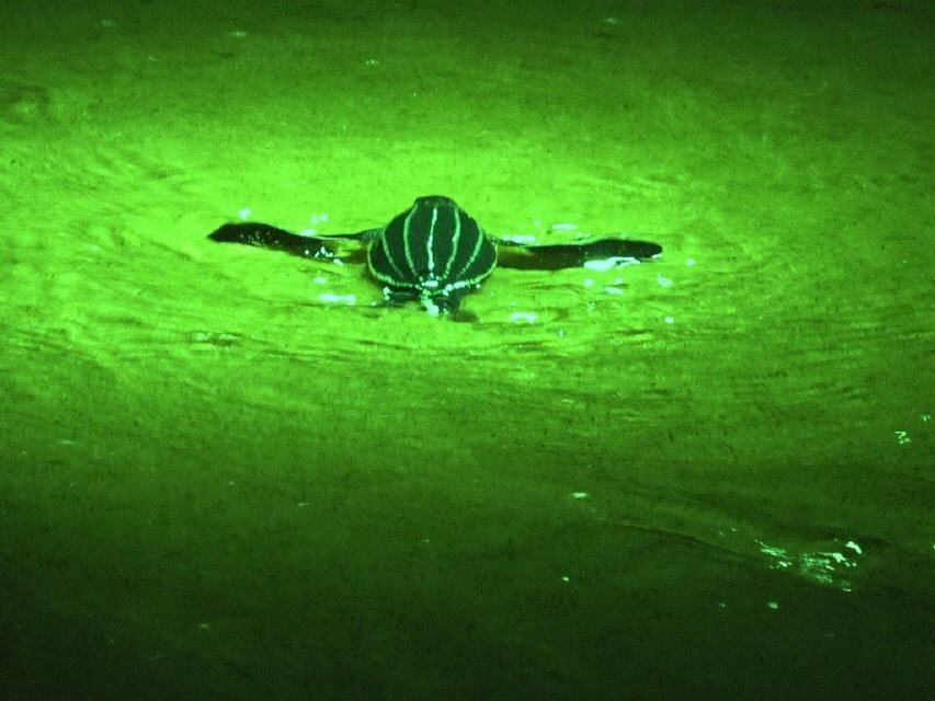 Nachts am Strand: eine gerade geschlüpfte Schildkröte auf dem Weg ins Meer