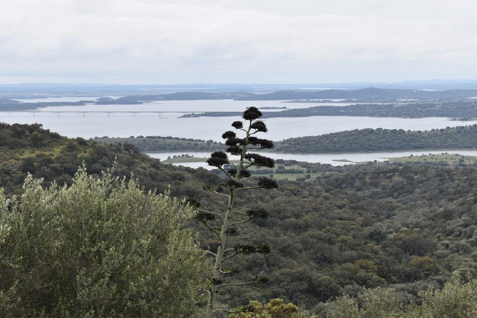 Blick auf den Lago do Alqueva