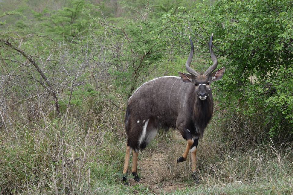 Nyala Antilope